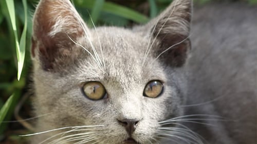 Grey Kitten Portrait