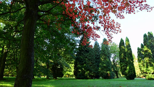 Autumn Foliage