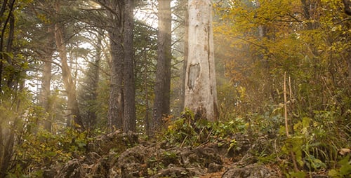 Sunny Forest 3