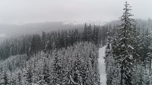 Hermosos abetos de invierno nublados