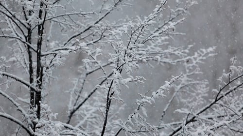 Heavy Snowfall On Snowy Trees