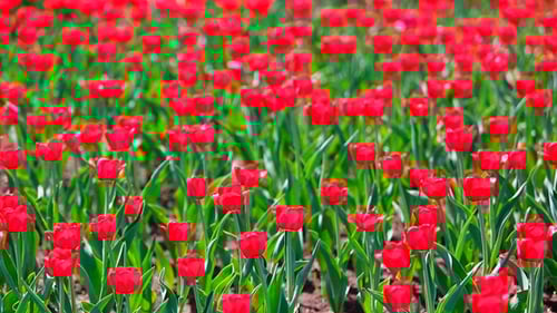 Field Of Red Tulips Blooming