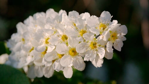 Close Up of Blooming White Flowers with Yellow Centers