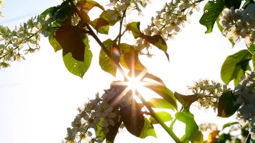 Sun Shines Through Flowers