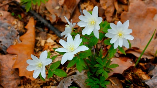 Snowdrop Flowers In Forest