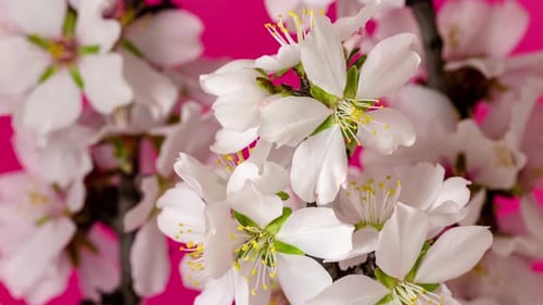 Almond Flower Blossom Dolly Timelapse