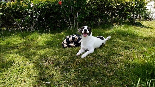 Playful Dog Resting on Grass in Sunlight