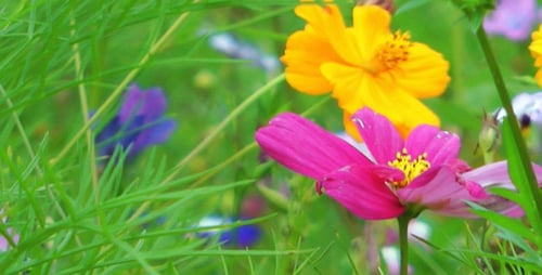 Fleurs colorées 10