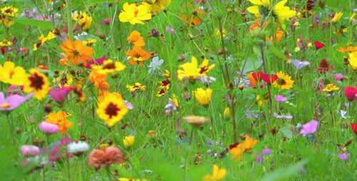 Flores coloridas 2