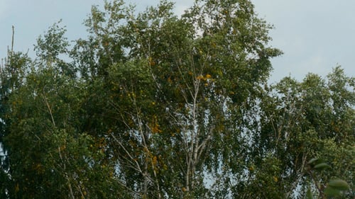 Birch Trees Swaying in the Windy Environment