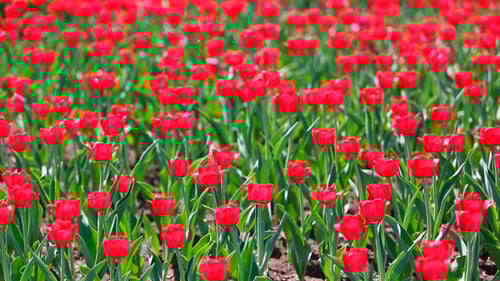 Field Of Red Tulips Blooming