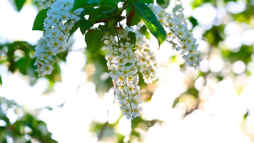 Delicate White Flowers Blooming in Springtime Sunlight