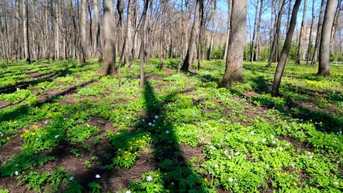 Spring Wood Landscape With Flowers Anemones