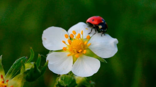 Ladybug on a White Flower in Nature