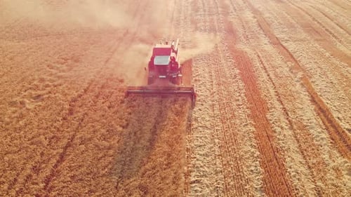 Luftaufnahme: Arbeit, Mähdrescher und Ernte im großen Weizenfeld
