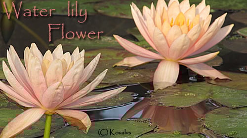 Pink Water Lilies Floating on Lily Pads
