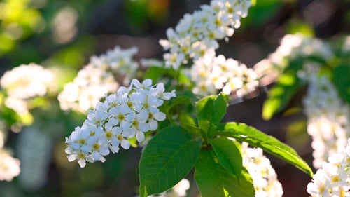 Sonne scheint durch den Blumenbaum