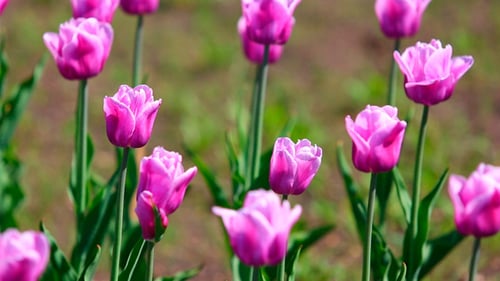 Field of Purple Tulips Blooming in Spring