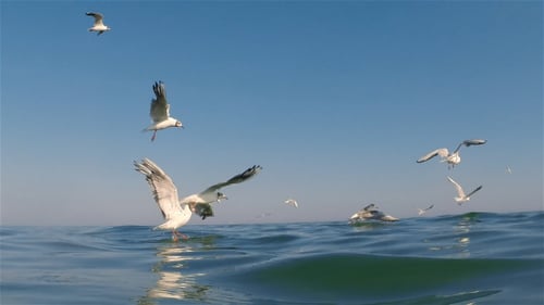 Seagulls Flying and Feeding Above Calm Ocean Water
