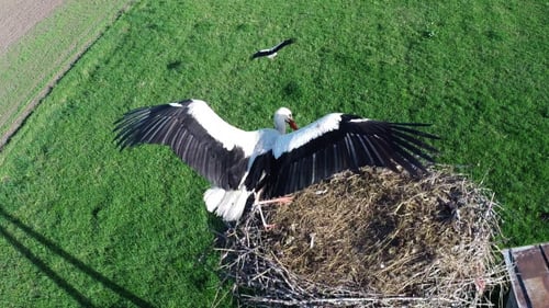 Flying Over Stork