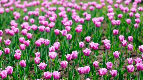 Field of Beautiful Purple Tulips Blooming in Spring