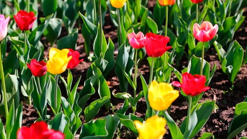 Field Of Blooming Different Color Tulips