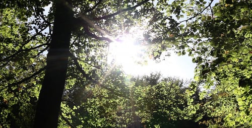 Sonniger Wald