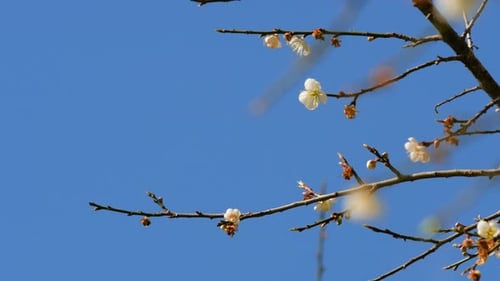 Aprikosenblume mit blauem Himmel