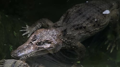 American Alligator Crocodile in the River