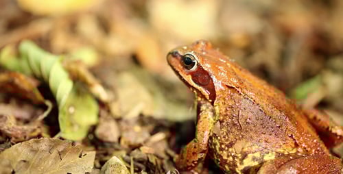 Closeup of a frog on leaves