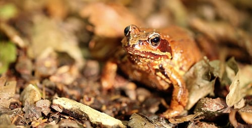 Frosch in einem Wald