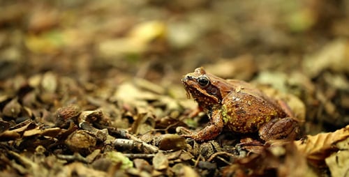 Wilder Frosch