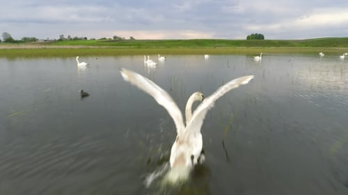 Swans
