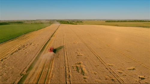 Combine Harvester Working in Golden Wheat Field