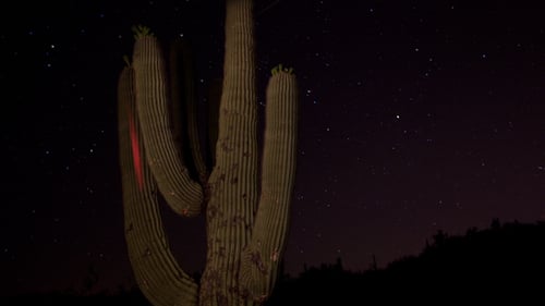 Cactus Against Starry Night Sky in the Desert