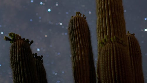 Cactus Starlapse Baja California Sur Desert