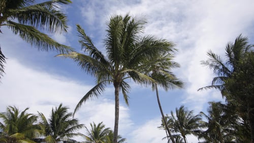 Miami Palms 01