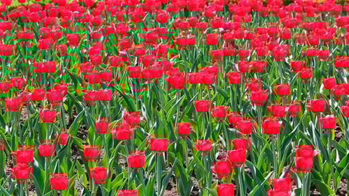 Field Of Red Tulips Blooming