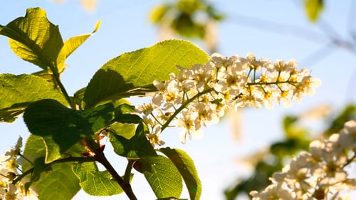 Blooming White Flowers and Green Leaves in Spring