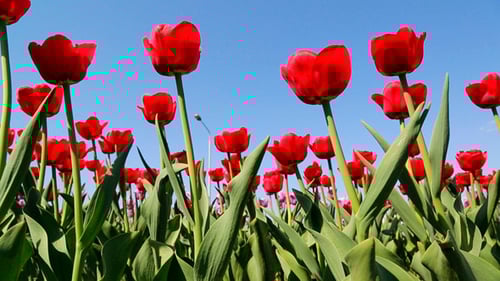 Field Of Red Tulips Blooming