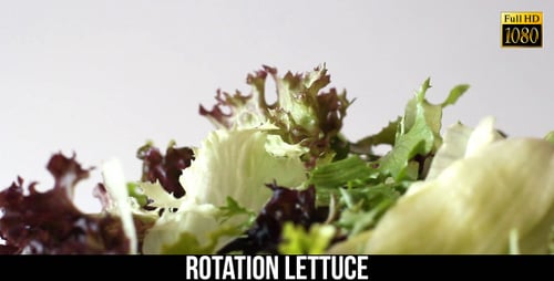 Close Up of Colorful Fresh Salad Greens