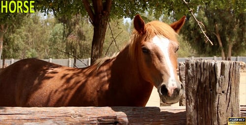 Horse