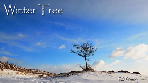 Lone Tree Standing on Snow Covered Hill in Winter