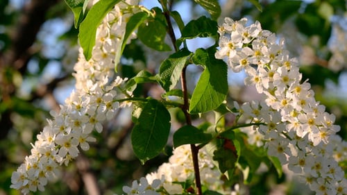 White Blossoms in Springtime