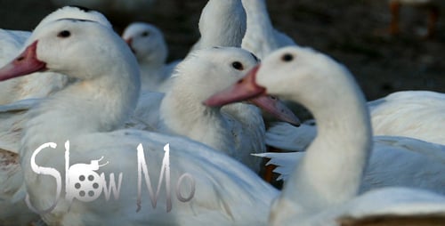 Beautiful Ducks 1
