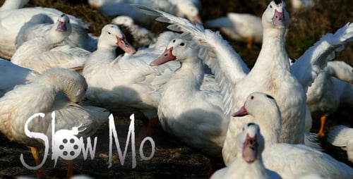 Beautiful Ducks 2