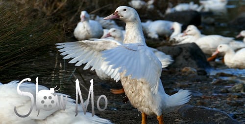 Schöne Enten 3