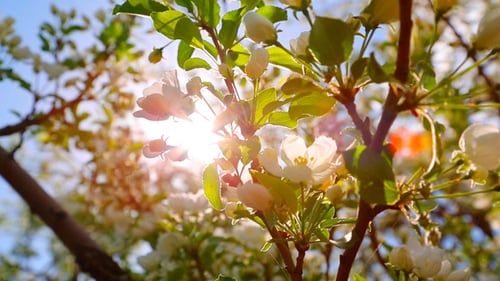 White Blossoms Blooming on Tree Branches in Spring