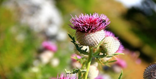 Milk Thistle