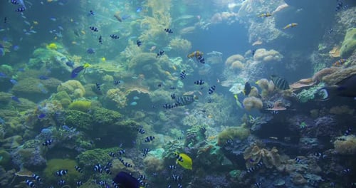 Underwater Colorful Tropical Fishes. Tropical Underwater Sea Fishes.